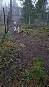 Vissa tar det lugnt medan andra har spring i benen🥰 | Lykkebo