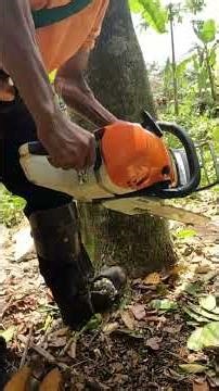 Clean face cut is important when felling a tree. #treework #chainsaw #ms462