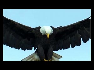 Eagle landing in high Wind in Slow Motion - amazing details