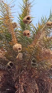 15K views · 180 reactions | Wow Amazing nest of bird | Amazing World | Facebook