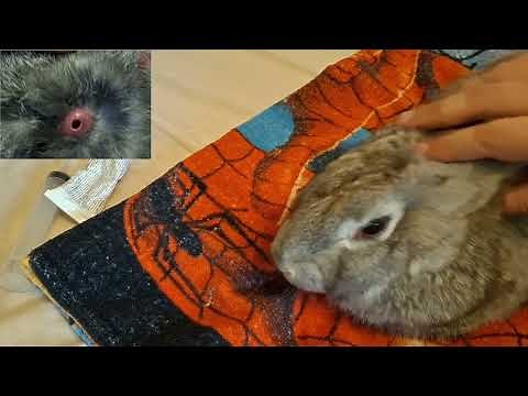 Dealing With Bot Flies in Your Rabbits - Prevention and Treatment