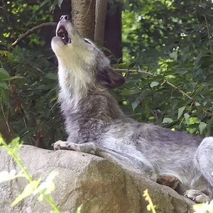 This is what 51 wolves howling sounds like