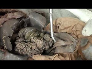 Fetal Pig Dissection - Review and Locations of the Abdominal Organs