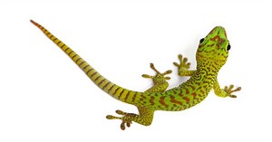 Lizard Life Cycle - Learn About Nature