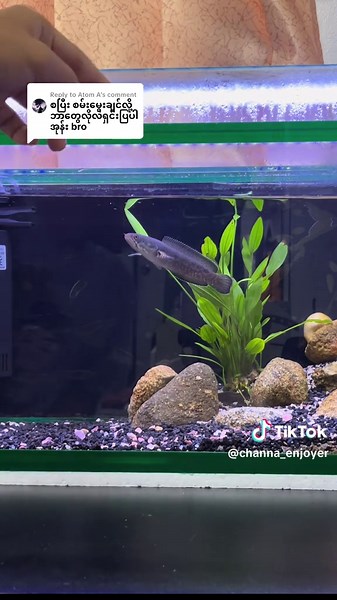 သိသလောက်လေးပါဗျ: Tank Setup Guide
