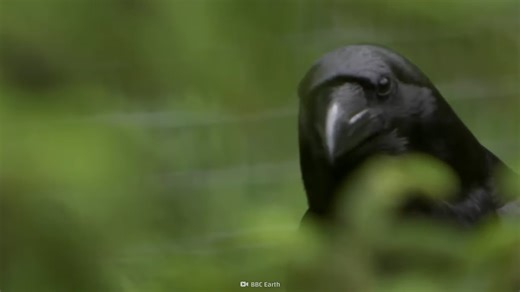 How crows use tools, memories and teamwork to dominate