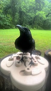 5.3K views · 69 reactions | Want to see crows ‍⬛ playing with a dog...