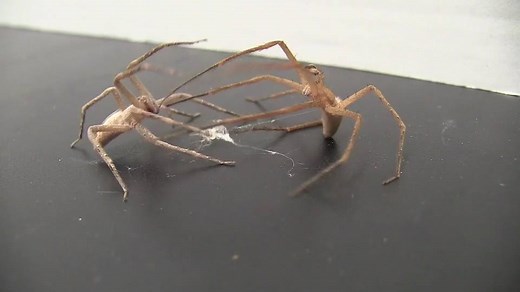 Watch: Female nursery web spiders try to kill and eat their mates after sex—but males are one step ahead. http://on.natgeo.com/1MHK3of | National Geographic