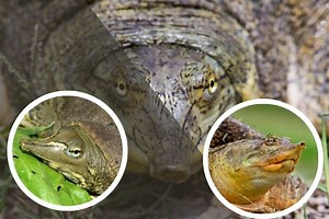 How To Take Care Of A Softshell Turtle? [Beginner’s Care Sheet]