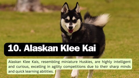 The 10 Most Intelligent Dog Breeds