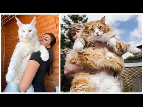 8 Biggest Domestic Cat Breeds