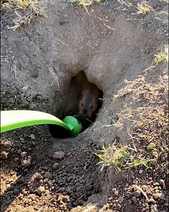 Bet the gopher was buzzing with this help 😂 | LADbible