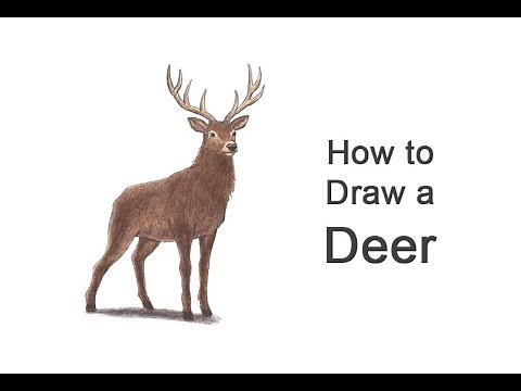 How to Draw a Deer (Color)