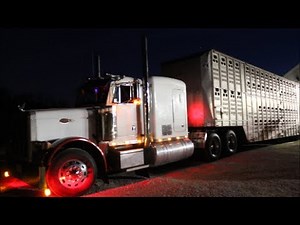 Cattle Hauling