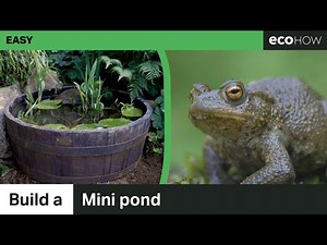 How to make a mini pond