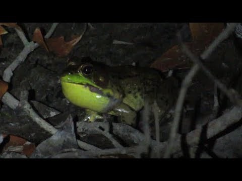 Green Frog Calls