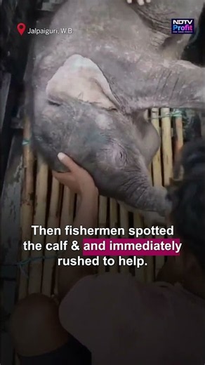 WATCH: 4-day-old Elephant Calf Rescued After Being Swept Away In Bengal River | #shorts