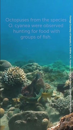 Octopuses Are Punching Fish to Create Hunting Groups