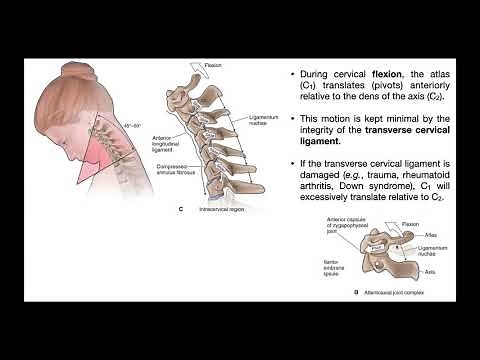 The Transverse Cervical Ligament EXPLAINED