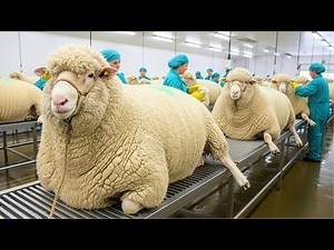 How Millions of Sheep Are Raised and Processed for Meat – Inside Modern Sheep Meat Industry