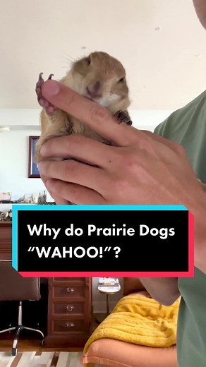 Why do Prairie Dogs “Wahoo!”? • • • #wahoo #viral #prairiedog #animals #pet #funny #petlover #animal #tiktokanimals #cute #fyp #foryou #foryoupage #trending