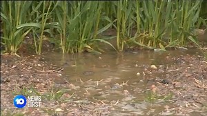 15K views · 120 reactions | A Code Blue has been activated across South Australia ahead of a blast of icy weather. The Bureau of Meteorology has just issued a severe weather warning for damaging winds across a broad area of South Australia. It stretches from Streaky Bay, through to Port Augusta, then across to Renmark, and that's the area that will cop the brunt of tomorrow's rain too, with a forecast for 10 to 25 millimetres. Kate Freebairn | 10 News Adelaide | Facebook