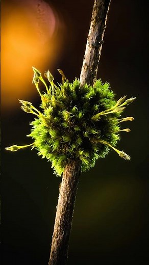 Macro Lighting Hack: Sunrise with a Fern