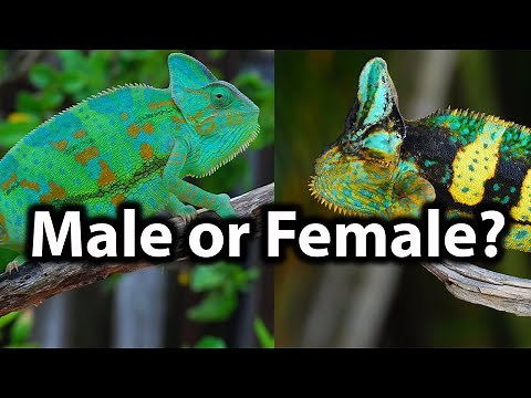 How to tell the gender of a veiled chameleon