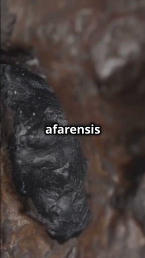 The Discovery of Lucy: The Fossil That Changed Human History