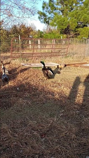 Mystery Duck Genetics? Our New Runner Ducks Revealed! #runnerducks