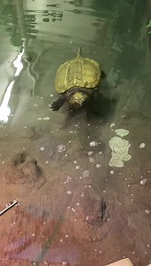 9.7K views · 375 reactions | Alligator Snapping Turtles are naturally lazy! They have a pink extension on their tongue that acts as a fishing lure. This way, they can remain completely still and have their fish dinner come right to their mouth. We encourage some exercise with our female turtle and Louise was eager to swim over to retrieve a tasty fish this morning. #WorldTurtleDay | ZooAmerica | Facebook