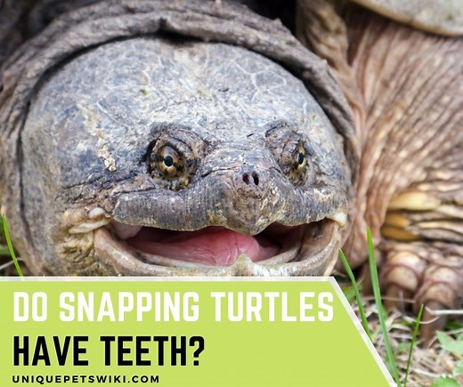 Do Snapping Turtles Have Teeth? 5 Truths You Should Know