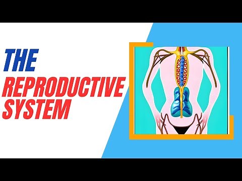 The Reproductive System: Understanding Male and Female Anatomy
