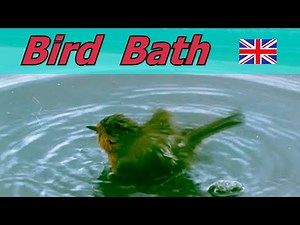 Videos for Cats to Watch Birds - Bird Extravaganza