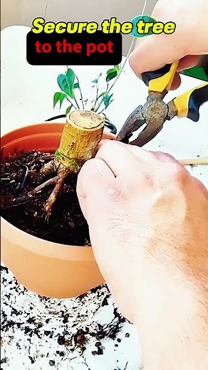 Repot Your FICUS Bonsai in JUST 1 Minute!