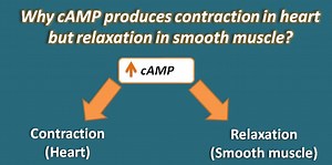 Why cAMP produces contraction in heart but relaxation in smooth muscle