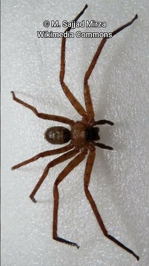 Huntsman Spider | One Of The Scariest Spiders