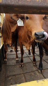 Why Inspect Your Trailer Before Loading Cattle? Essential Safety Tips!