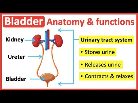 Bladder anatomy & function🤔 | Easy learning video