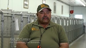 British Labrador Breeder Minnesota | Old Oak Retrievers