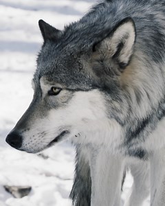 3.9M views · 219K reactions | Wolves are some of our planet's most misunderstood and misrepresented animals. They deserve our respect and protection  | Coyote Peterson | Facebook