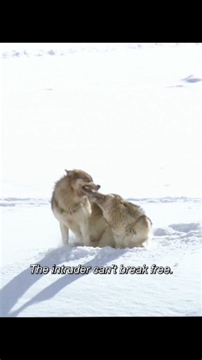 Animal Documentaries Clips on Instagram: "When wolves mate, they remain physically locked together for nearly thirty minutes. The intruder is unable to break them apart. For now, the alpha male has achieved what he needed he has driven the rival away, and must return to reinforce his authority within the pack. #AnimalDocumentary #Wildlife #NatureStory #AlphaMale #Survival"