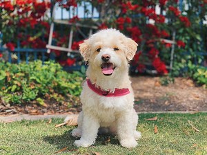 Maltipoo Dog: Guide to Owning a Maltese Poodle Mix - K9 Web