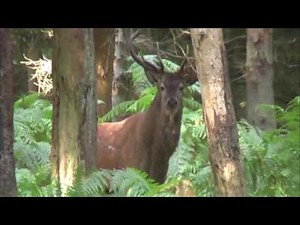 Documentaire sur la reproduction des cervidés en milieu sauvage (1/2)