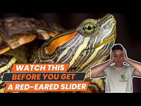 6 Things to Know BEFORE You Get a Red Eared Slider Turtle