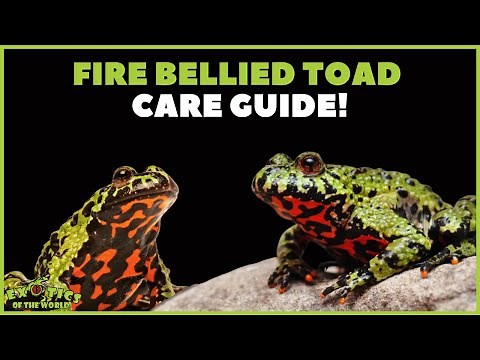 Fire Bellied Toad Care Guide - How To Care For Your Fire Bellied Toad