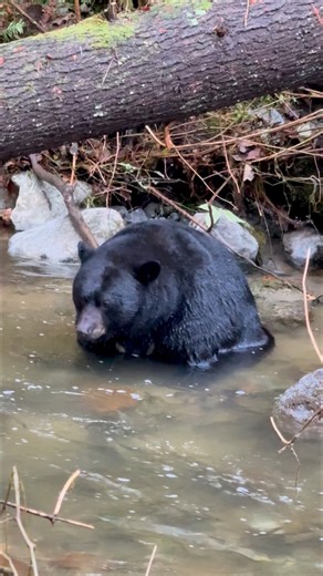 🐻 A huge male black bear shakes his wet fur and watches the salmon in the river. Black bears are in super-eating mode as they get ready for the big winter’s nap and will eat for 20 hours a day. It’s amazing to see such a big, healthy bear! It looks like he will sleep well this winter! British Columbia, Canada . . . . . . #blackbears #sharecangeo #bears #bearvideos #bearcub #bearfishing #fatbears #wildlifevideos #bearcubs #salmonrun #exploreBC #britishcolumbia #canada #blackbear | Tony Joyce Pho