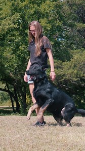 688K views · 15K reactions | Our Protection Dogs are trained to respond to commands, barking on cue and stopping just as quickly. Full control. On command. Off leash. #germanshepherdtraining #protectiondogs #familyprotectiondog #FamilyProtection #personalsecurity #protectiondogtraining #protectiondog #germanshepherd #k9 #k9protection #DogTraining #familysafety #gsd | Canine Protection International | Facebook