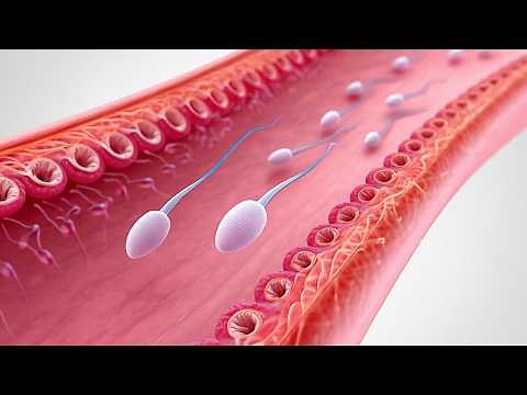 How Fertilization Works – The Greatest Cellular Collision