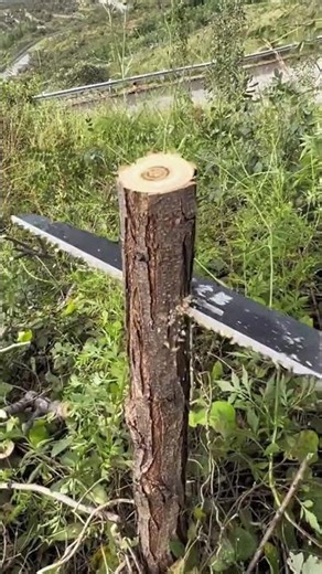 Great White Shark Logging Hand Saw #Good Tools to Share #Convenient and Practical